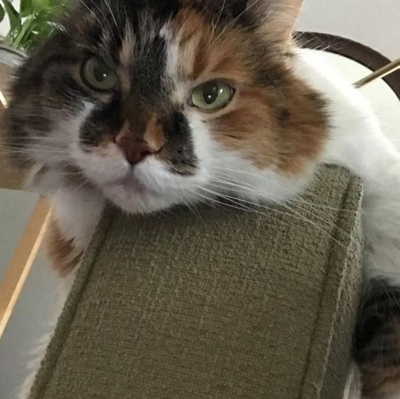 Meet your Posher, Lee - Picture 1 of 1